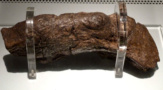 Lloyds Bank Coprolite