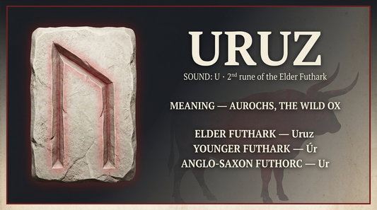 Uruz rune fact card: ᚢ, sound U — aurochs, the wild ox, in the Elder, Younger and Anglo-Saxon futharks