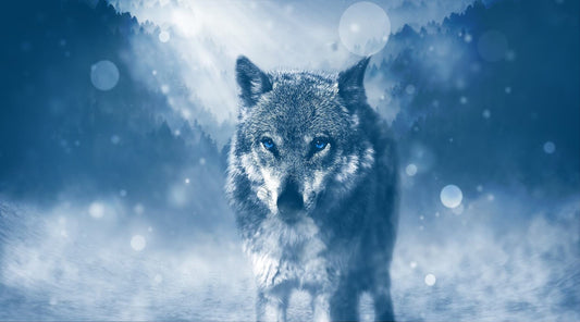 A lone wolf on the snow